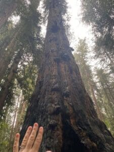 redwood
